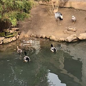 Indian runner Duck, Wood Duck, Mandarin Duck, Bar headed Goose and African grey crowned Crane Enclosure