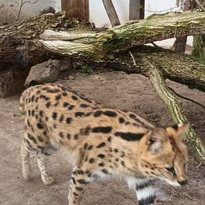 Serval