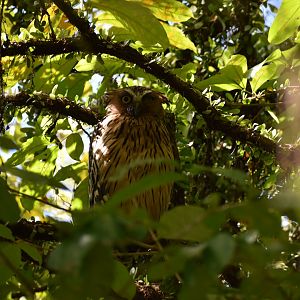 Buffy Fish Owl ~ Pasir Ris Park