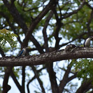 Collared Kingfisher ~ Pasir Ris Park