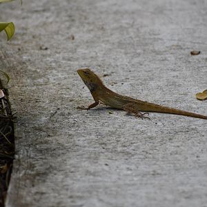 Changeable Lizard ~ Pasir Ris Park