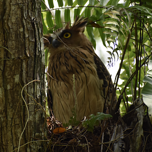 Buffy Fish Owl ~ Pasir Ris Park