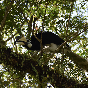 Oriental Pied Hornbill ~ Pasir Ris Park