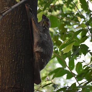 Sunda Colugo ~ Hindhede Nature Park