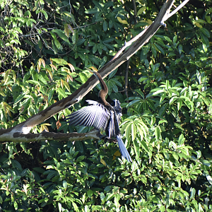 Oriental Darter ~ Hindhede Nature Park