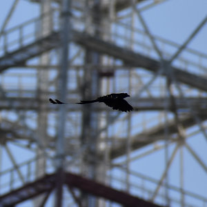 Greater Racket Tailed Drongo ~ Hindhede Nature Park
