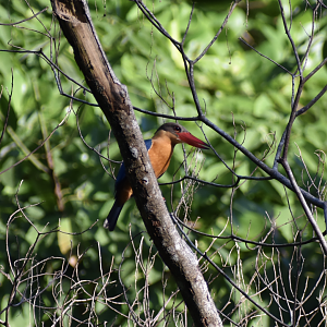 Stork Billed Kingfisher ~ Hindhede Nature Park