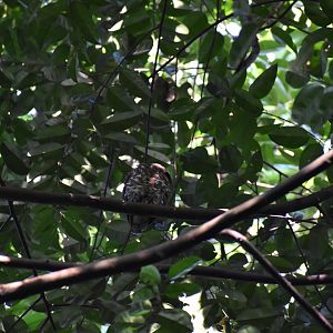 Brown Boobook ~ Hindhede Nature Park