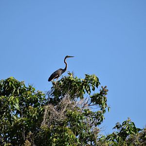 Purple Heron ~ Faber heights park