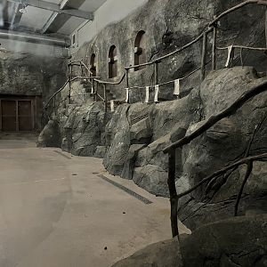 Baboon Indoor Habitat