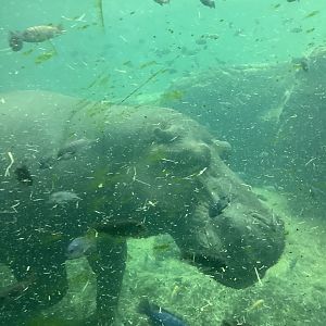 Bull Nile Hippo Henry 3/18/24
