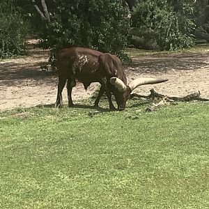 Ankole Cattle 3/18/24