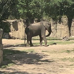 Bull Elephant 3/18/24