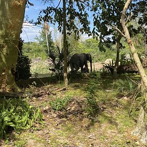 Elephant mother and calf 3/18/24