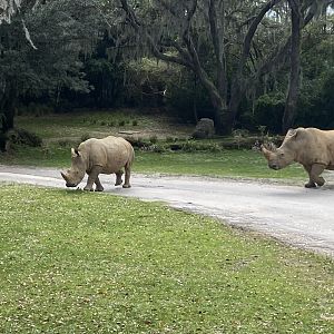 Rhinos crossing the road