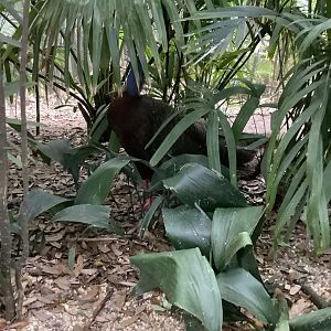 Male Great Argus Pheasant Alfred (Argusianus Argus) 3/18/24
