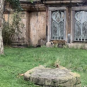 Female Sumatran Tiger 3/18/24