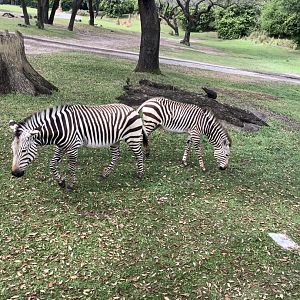 Hartmann’s Mountain Zebra 3/18/24