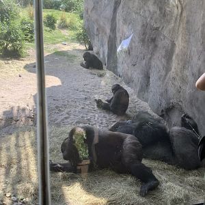 Gorilla family troop 3/18/24