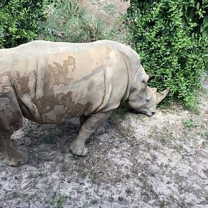 White rhino up close 3/18/24