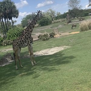 Masai Giraffe 3/18/24