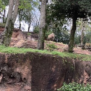 Black Rhinoceros 3/18/24