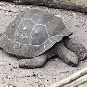 Galapagos Giant Tortoise 3/18/24