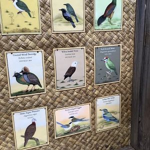 Asian Aviary Species Guide Part 4 3/18/24