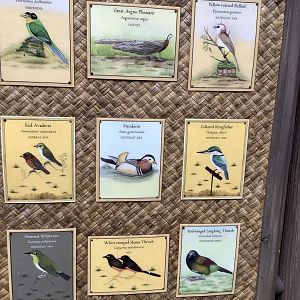 Asian Aviary Species Guide Part 3 3/18/24
