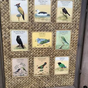 Asian Aviary Species Guide Part 2 3/18/24