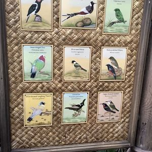 Asian Aviary Species Guide Part 1 3/18/24