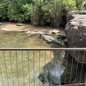 American Crocodile 3/18/24