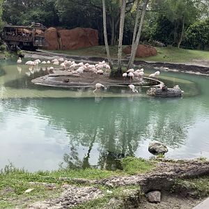 Greater Flamingos 3/18/24