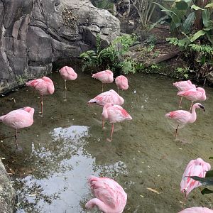 Lesser Flamingos 3/18/24