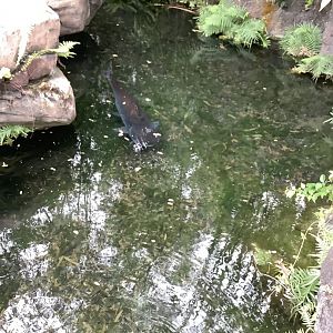 Paroon Shark Catfish (Pangasius sanitwongsei) 3/18/24