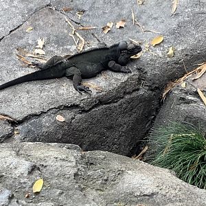 Rhinoceros Iguana 3/18/24
