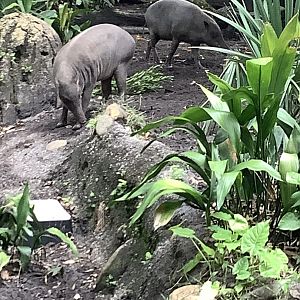 Babirusas 3/18/24
