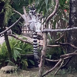 Ring Tailed Lemurs 3/18/24