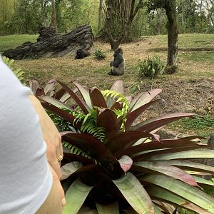 Gorilla Bachelor Troop Enclosure 3/18/24