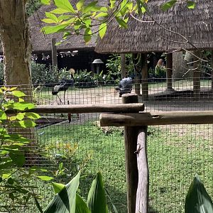 African Crowned Cranes 3/18/24