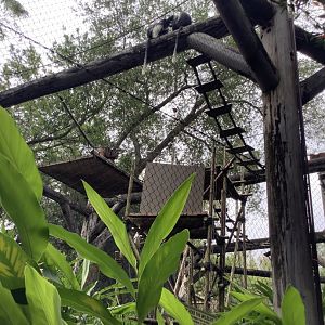 Colobus Monkeys 3/18/24