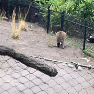 Red Kangaroo 3/18/24