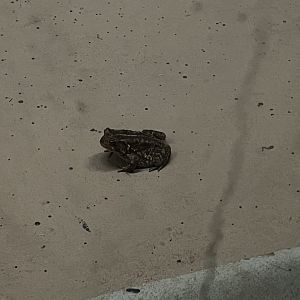 Toad in Baboon Habitat