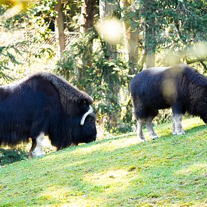 Muskox (Mother Charlotte & Calf Willow)