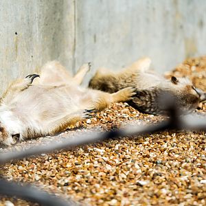 Meerkats