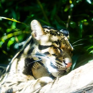 Clouded Leopard
