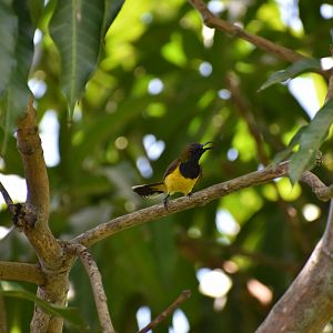Wild Ornate Sunbird ~ Bird Paradise