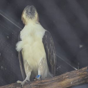 Philipine Eagle ~ Bird Paradise