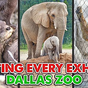 Rating Every Exhibit at the Dallas Zoo