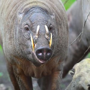 Ubi, Male Babirusa- 18th March 2024